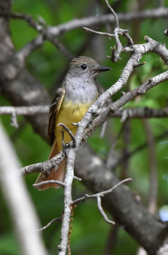 Great Crested Flycatcher